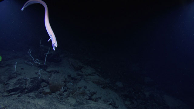 View the slideshow of NOAA ship Okeanos Explorer, “America’s Ship for Ocean Exploration,” images.