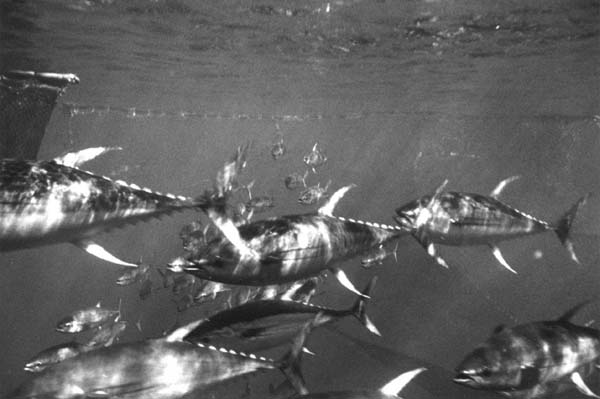 Yellowfin Tuna