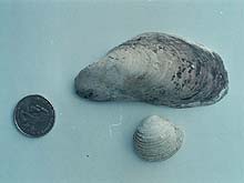 bivalve sample