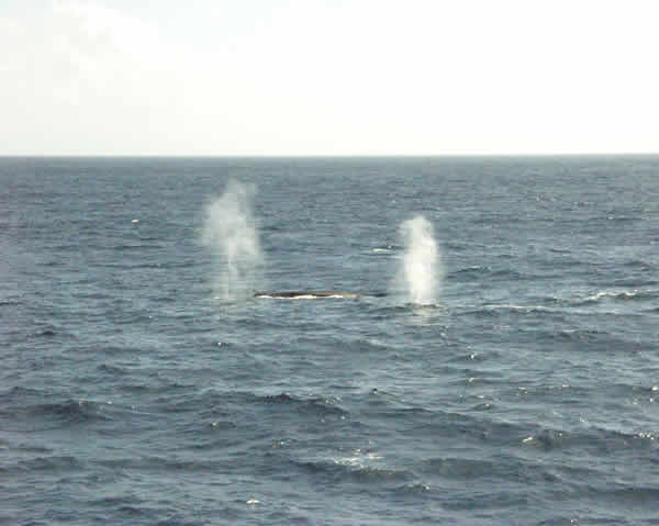 Fin whales