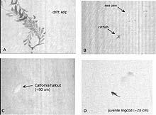 various laser line scan images