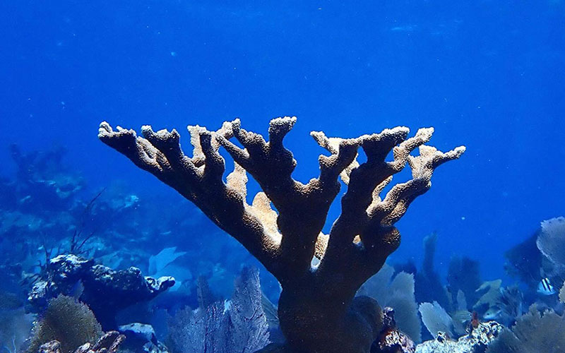 Coral Restoration: Using ‘Omics to Strategize and Manage Restoration Efforts