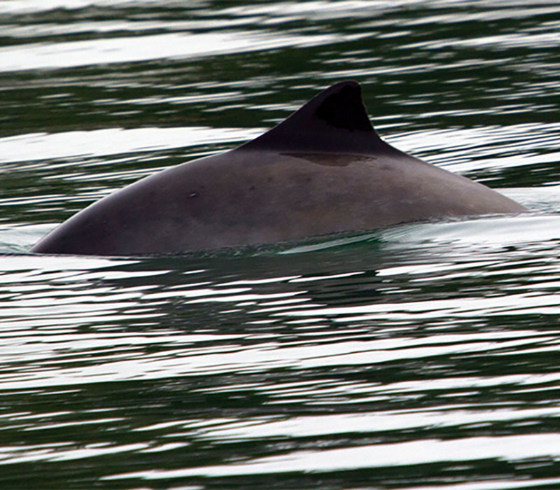 Using eDNA to Study Alaska's Harbor Porpoise Populations