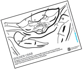 Golden Crab Coloring Page